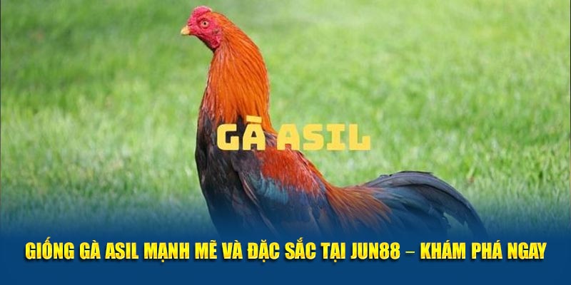 Giong Ga Asil Manh Me va Dac Sac Tai Jun88 – Kham Pha Ngay